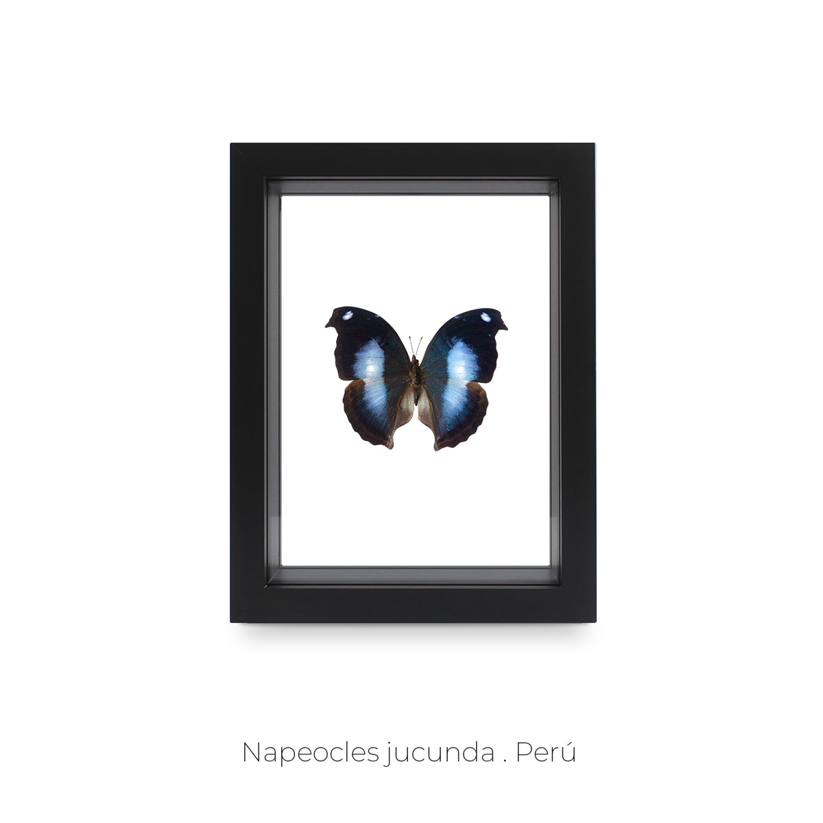 Cuadro de Mariposa Napeocles Jucunda - artículo decorativo