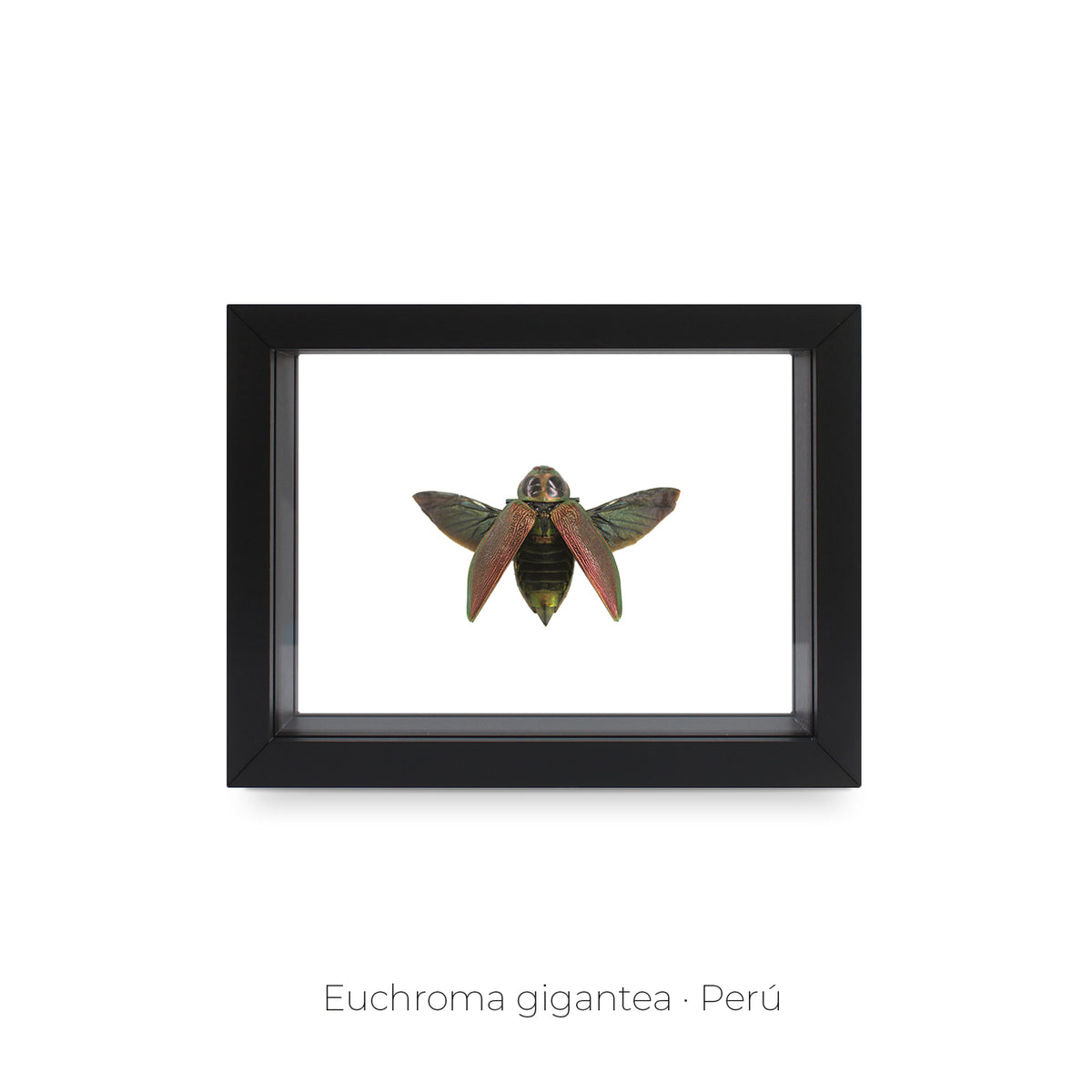 Cuadro de Insecto Euchroma - artículo decorativo