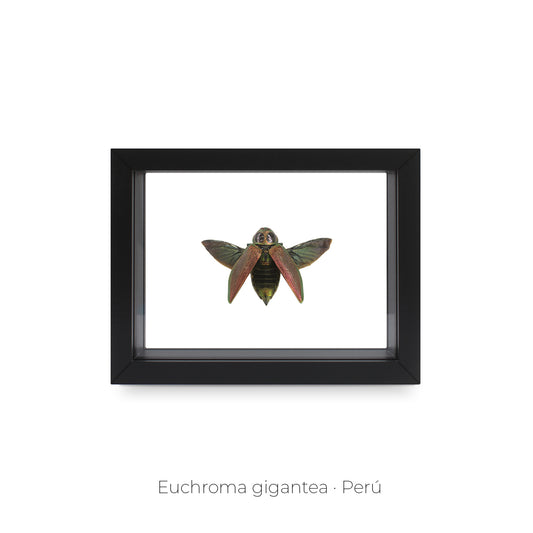 CUADRO DE INSECTO EUCHROMA