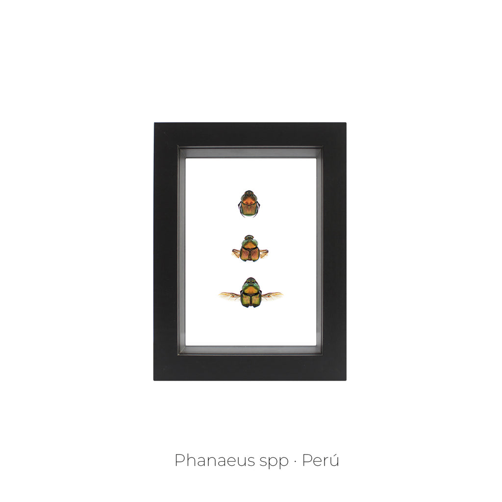 Cuadro de Insectos Phanaeus - artículo decorativo