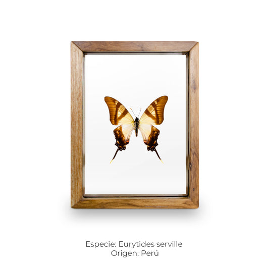 CUADRO DE MARIPOSA EURYTIDES