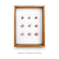 Cuadro con 9 Caracolas Tectarius - artículo decorativo
