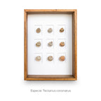 Cuadro con 9 Caracolas Tectarius - artículo decorativo