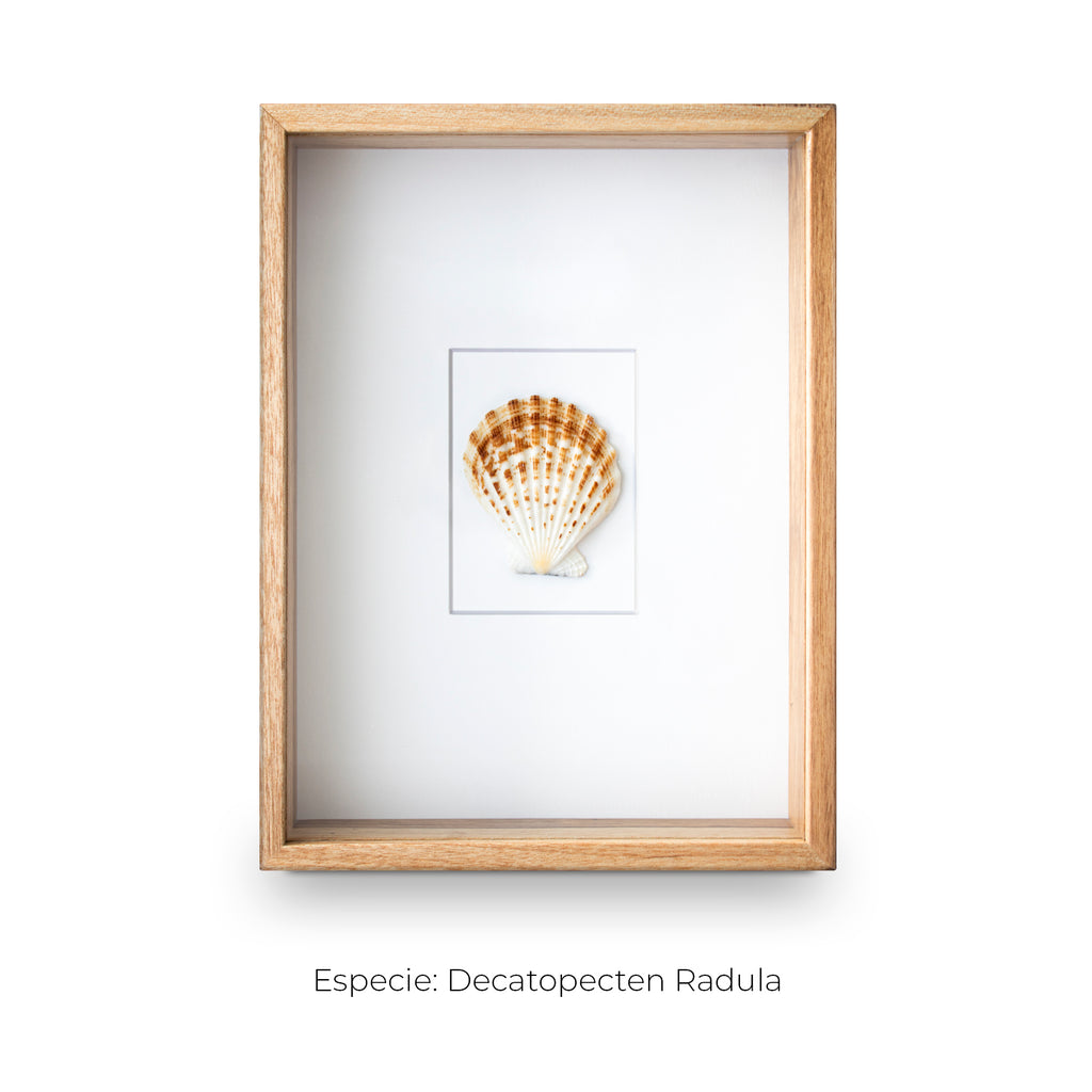Cuadro con 1 Caracola Decatopecten - artículo decorativo