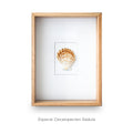 Cuadro con 1 Caracola Decatopecten - artículo decorativo