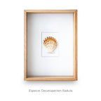 Cuadro con 1 Caracola Decatopecten - artículo decorativo