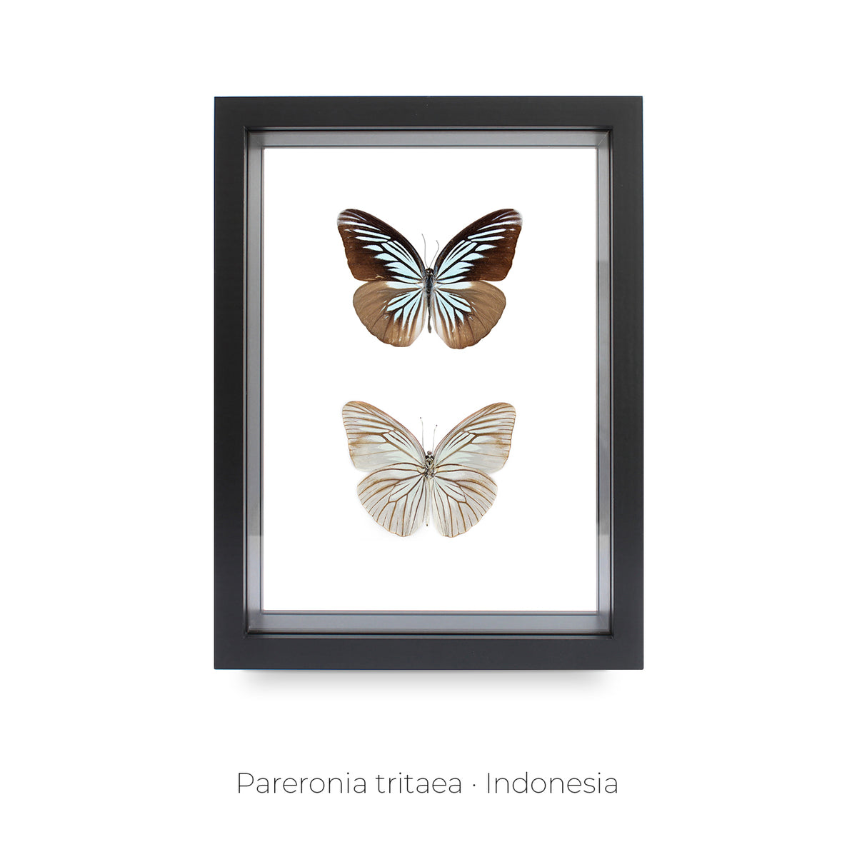 Cuadro de Mariposas Pareronia Tritaea - artículo decorativo