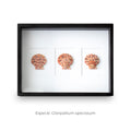Cuadro con 3 Caracolas Gloripallium - artículo decorativo