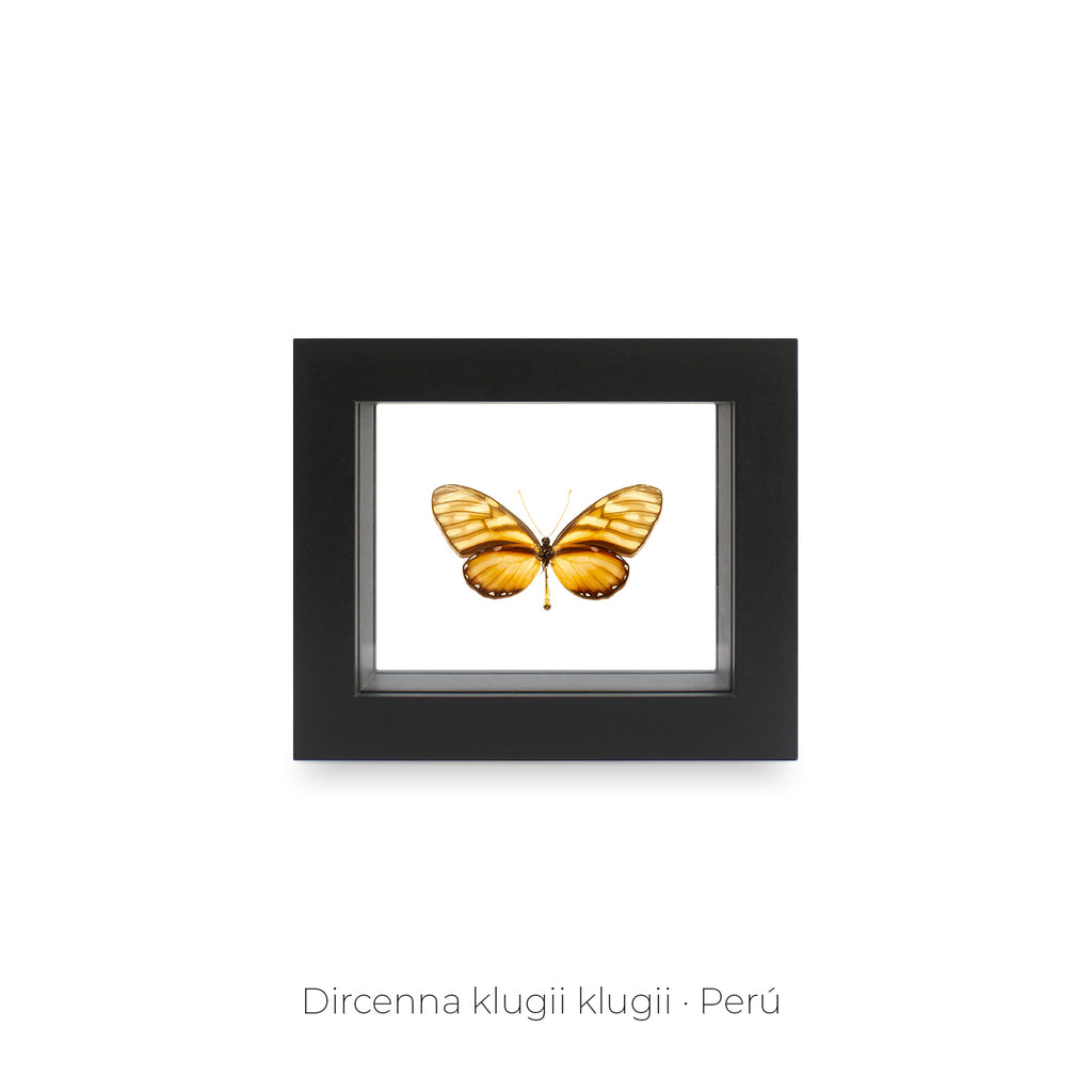 Cuadro de una Mariposa Dircenna Klugii - artículo decorativo