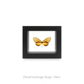 Cuadro de una Mariposa Dircenna Klugii - artículo decorativo