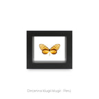 Cuadro de una Mariposa Dircenna Klugii - artículo decorativo