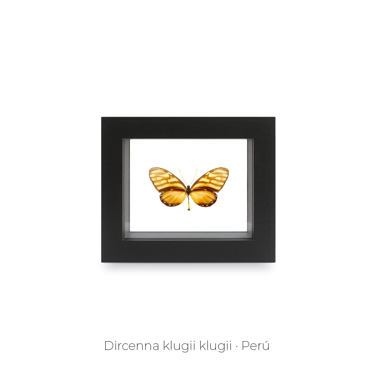 Cuadro de una Mariposa Dircenna Klugii - artículo decorativo