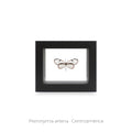 Cuadro de Mariposa Pteronymia - artículo decorativo
