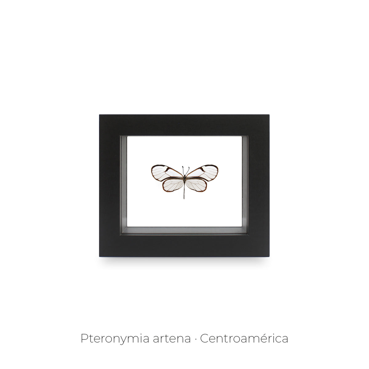 Cuadro de Mariposa Pteronymia - artículo decorativo