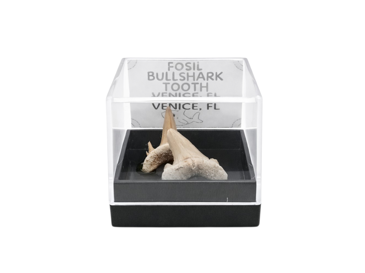 PAR DE DIENTE TIBURON FÓSIL