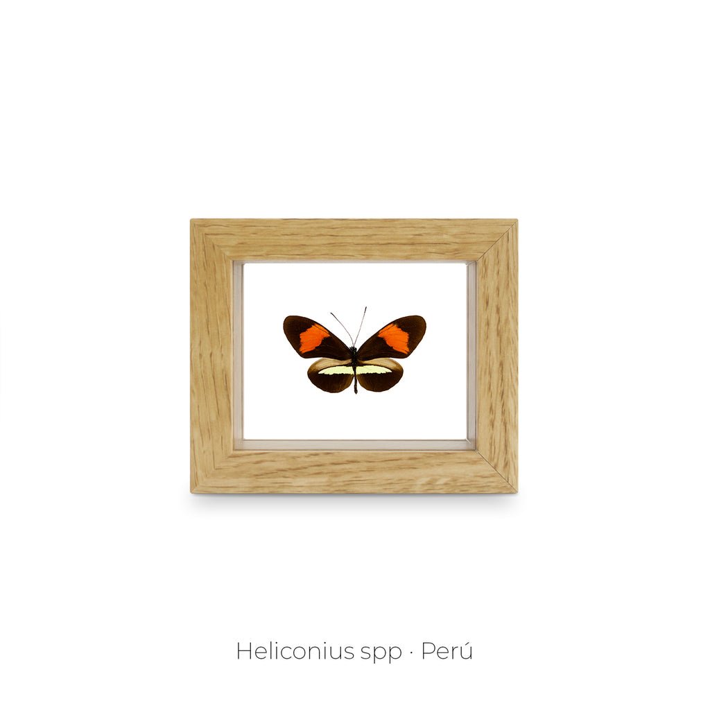 Cuadro de Mariposa Heliconius - artículo decorativo