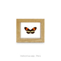 Cuadro de Mariposa Heliconius - artículo decorativo