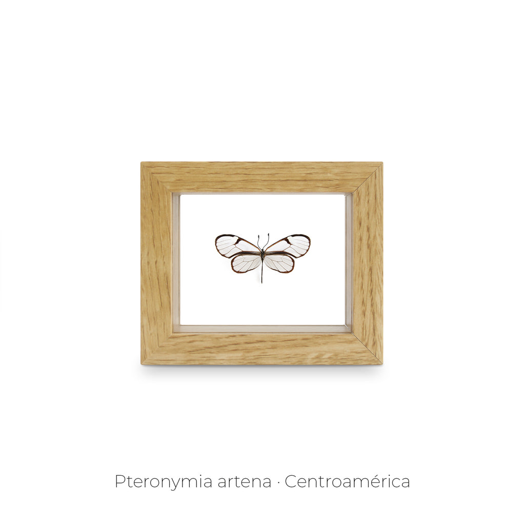 Cuadro de Mariposa Pteronymia - artículo decorativo