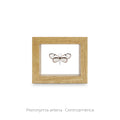 Cuadro de Mariposa Pteronymia - artículo decorativo