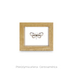 Cuadro de Mariposa Pteronymia - artículo decorativo