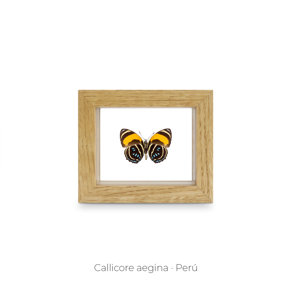 Cuadro de Mariposa Callicore - artículo decorativo