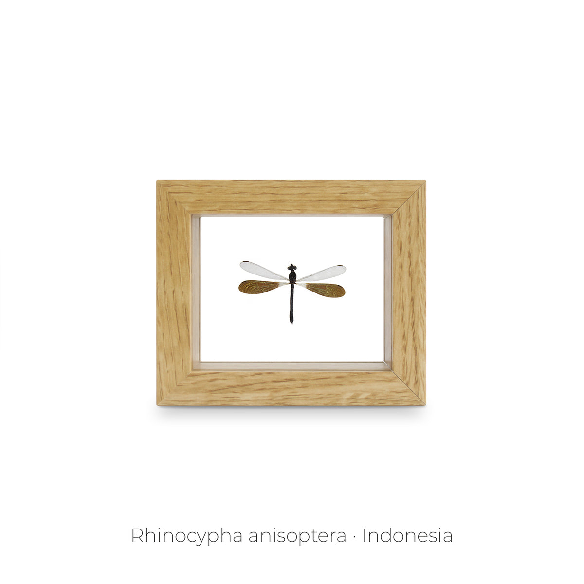 Cuadro Libélula Rhinocypha - artículo decorativo