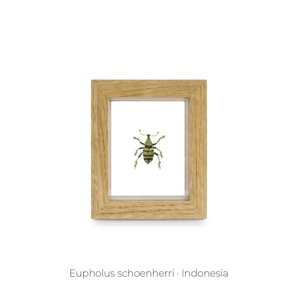 Cuadro de Insecto Eupholus - artículo decorativo