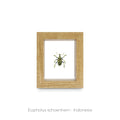 Cuadro de Insecto Eupholus - artículo decorativo