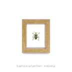 Cuadro de Insecto Eupholus - artículo decorativo