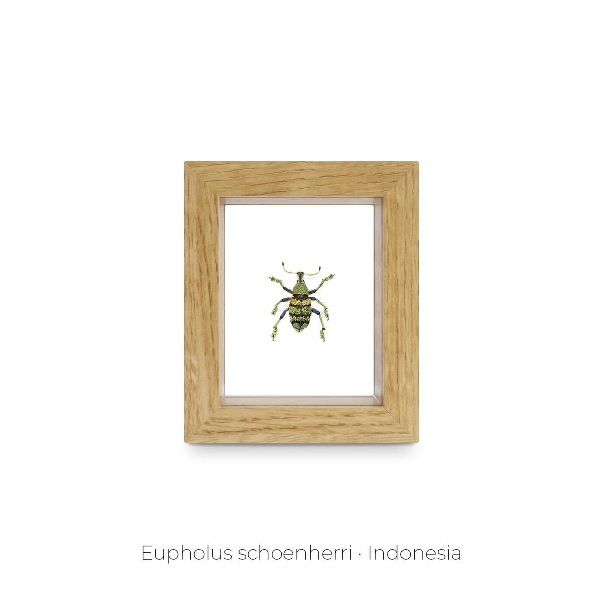 Cuadro de Insecto Eupholus - artículo decorativo
