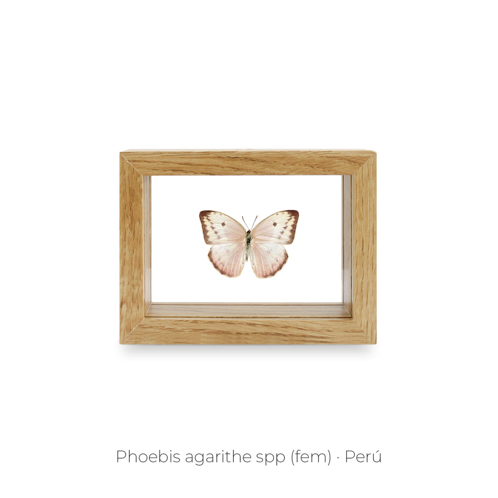 Cuadro de Mariposa Phoebis Agarithe - artículo decorativo