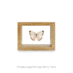 Cuadro de Mariposa Phoebis Agarithe - artículo decorativo