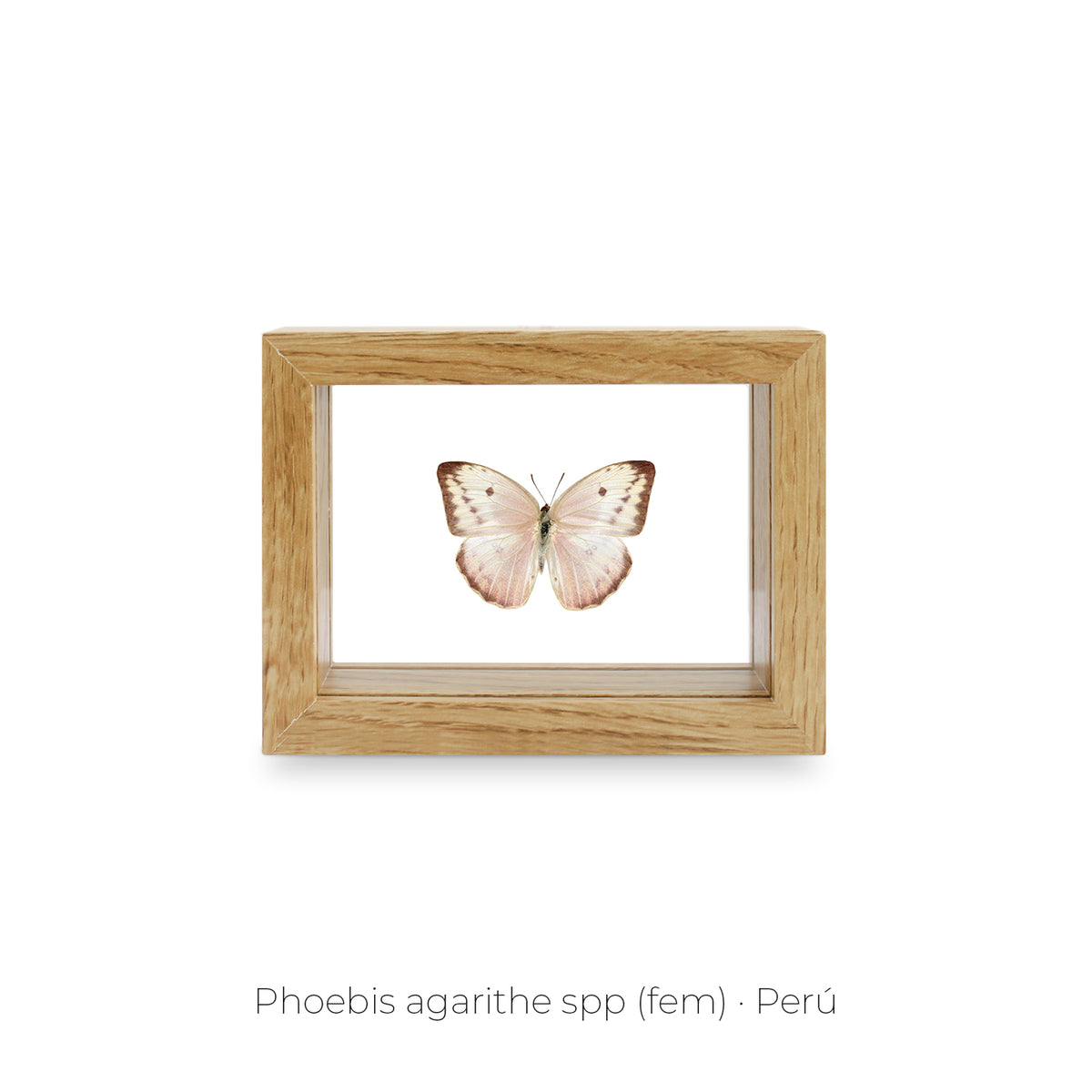 Cuadro de Mariposa Phoebis Agarithe - artículo decorativo