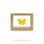 Cuadro de Mariposa Phoebis Agarithe - artículo decorativo
