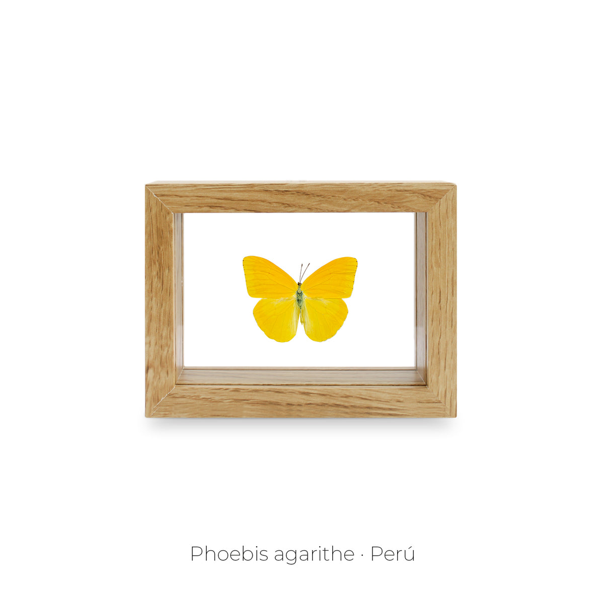 Cuadro de Mariposa Phoebis Agarithe - artículo decorativo