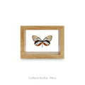Cuadro de Mariposa Godyris Duillia - artículo decorativo