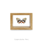 Cuadro de Mariposa Godyris Duillia - artículo decorativo
