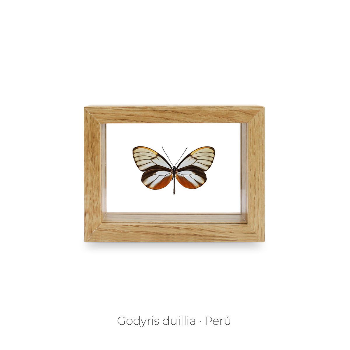 Cuadro de Mariposa Godyris Duillia - artículo decorativo