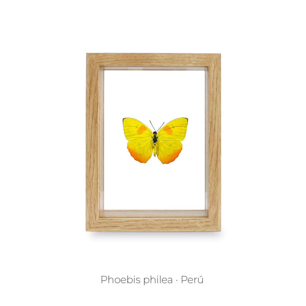 Cuadro de Mariposa Phoebis Philea - artículo decorativo