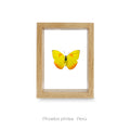 Cuadro de Mariposa Phoebis Philea - artículo decorativo