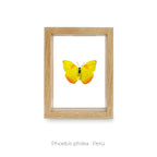 Cuadro de Mariposa Phoebis Philea - artículo decorativo