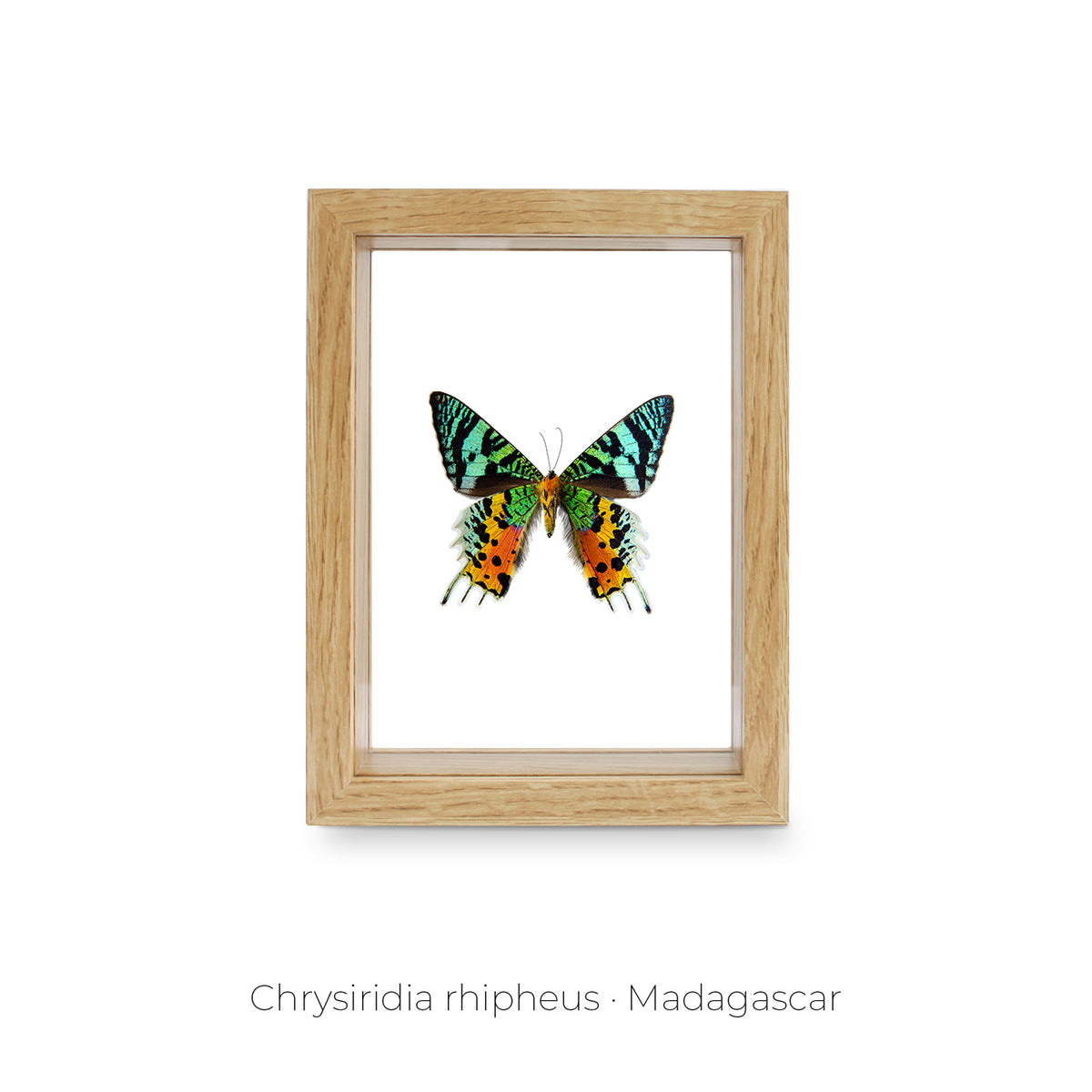 Cuadro de Mariposa Chrysiridia - artículo decorativo