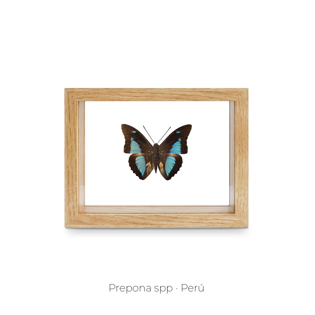 Cuadro de Mariposa Prepona - artículo decorativo