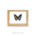 Cuadro de Mariposa Prepona - artículo decorativo