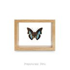 Cuadro de Mariposa Prepona - artículo decorativo