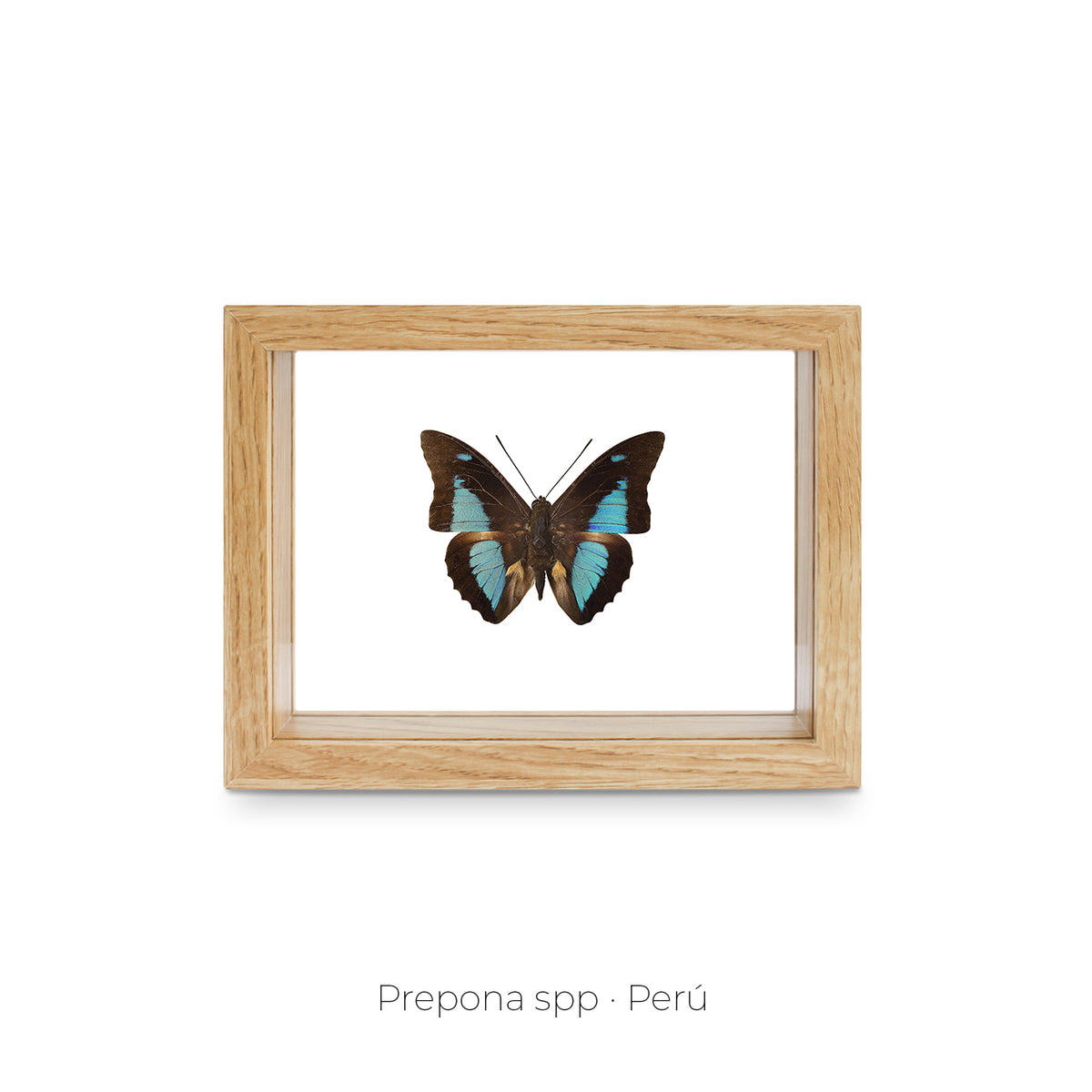Cuadro de Mariposa Prepona - artículo decorativo