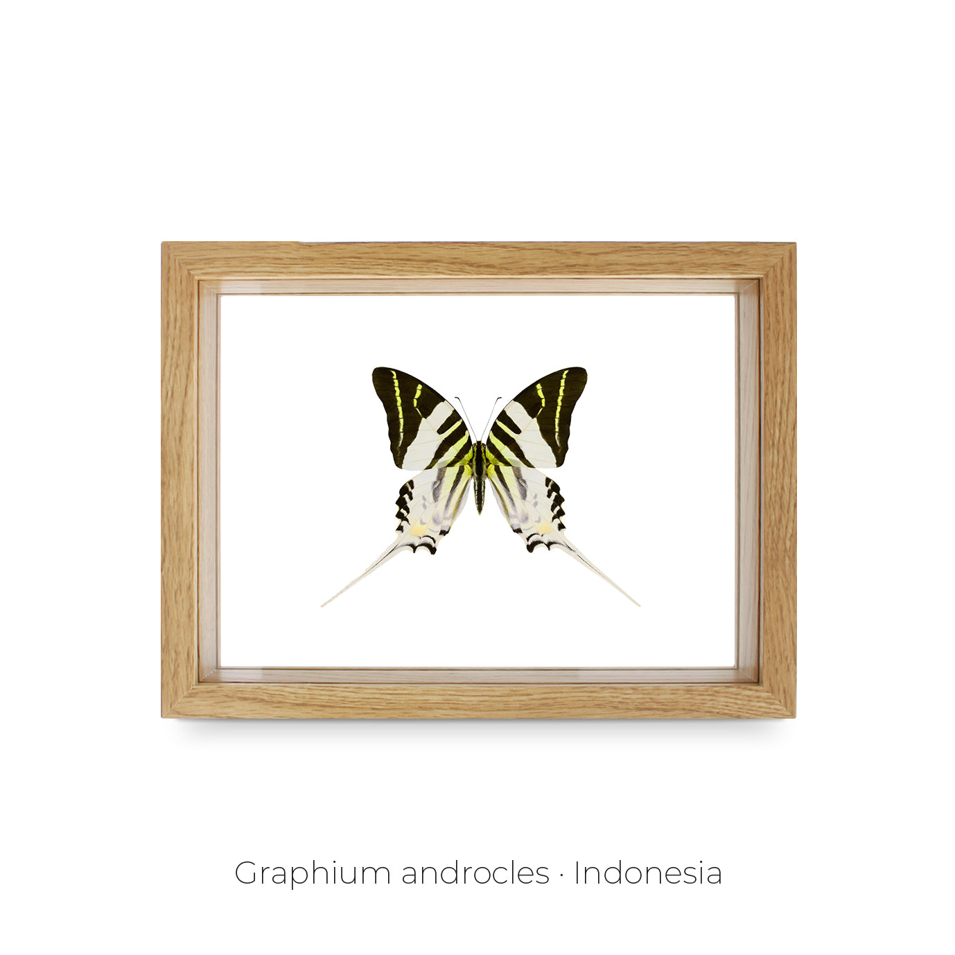 CUADRO DE MARIPOSA GRAPHIUM. – MineraliA