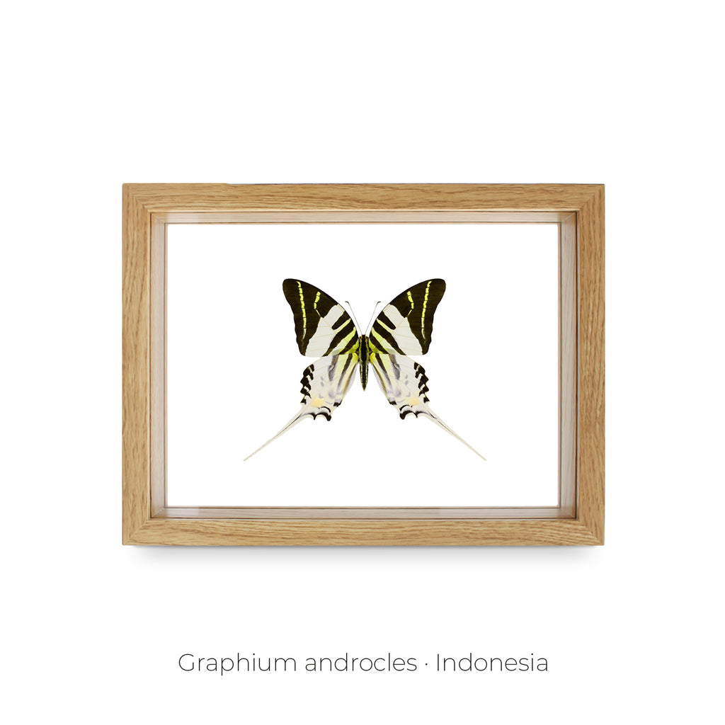 Cuadro de Mariposa Graphium - artículo decorativo