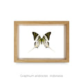 Cuadro de Mariposa Graphium - artículo decorativo