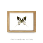 Cuadro de Mariposa Graphium - artículo decorativo